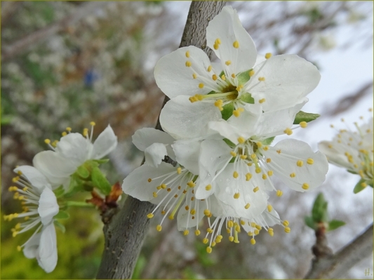 2024-04-04 LüchowSss Garten 9h morgens Wildpflaume (Prunus X)