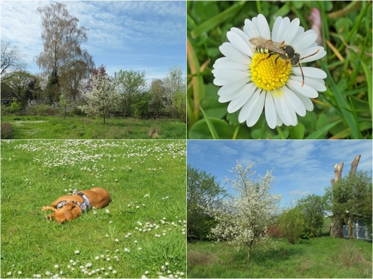 2024-04-06 LüchowSss Garten 1x4 Wieseninseln + Gewöhnliche Wespenbiene (Nomada fucata) + Maxima + Gänseblümchen (Bellis perennis)