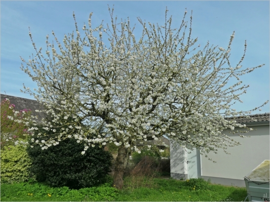2024-04-08 LüchowSss Garten Schneiders späte Knorpelkirsche (Prunus avium subsp. duracina) Baumblüte (1)
