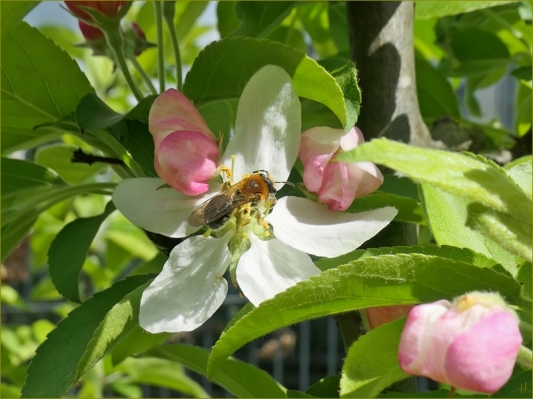 2024-04-10 LüchowSss 15h Garten Rotfransige Sandbiene (Andrena haemorrhoa) + Apfelblüten (Malus domestica) (2A)